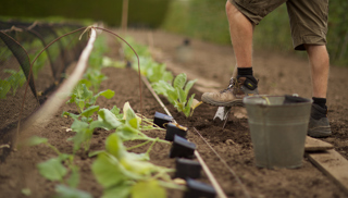 Productive Gardening digging